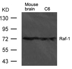 Raf Antibody