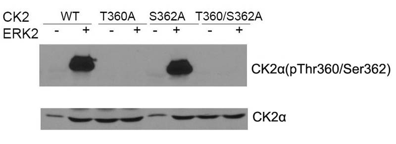 CK2α Antibody