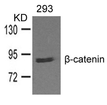 β-catenin Antibody
