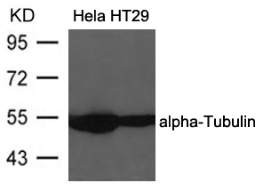 alpha-Tubulin Antibody