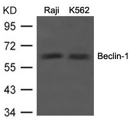 Beclin Antibody