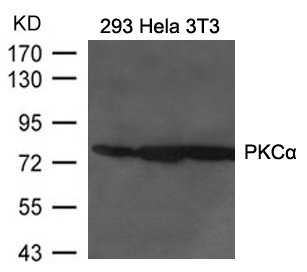 PKCα Antibody