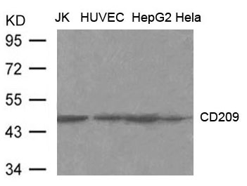 CD209 (DC-SIGN) Antibody