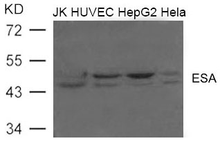 ESA (FLOT2) Antibody