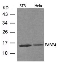 FABP4 Antibody