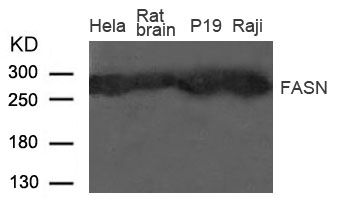 Fatty Acid Synthase (FASN) Antibody