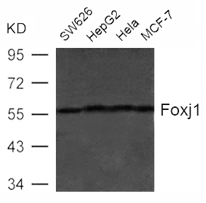 Foxj1 (HFH4) Antibody