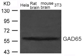 GAD65 (GAD2) Antibody