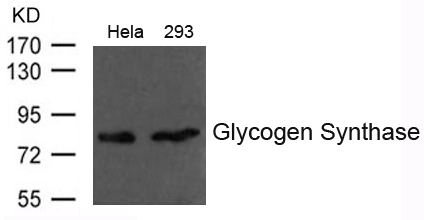 Glycogen Synthase Antibody