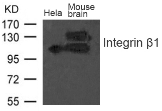 Integrin β1 (CD29) Antibody