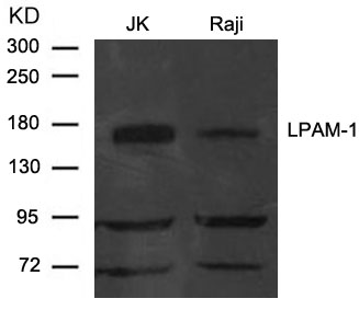 LPAM(Integrin α4, CD49d) Antibody