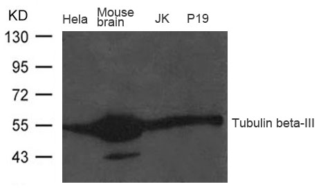 Tubulin beta-III Antibody
