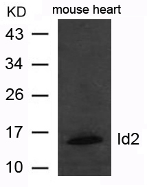 Id2 Antibody