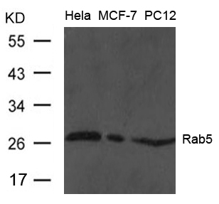 Rab5 Antibody