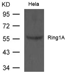 Ring1A Antibody