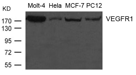 VEGFR1 Antibody