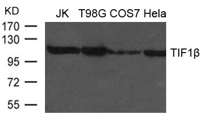 TIF1β Antibody
