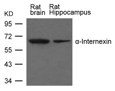 α-Internexin Antibody