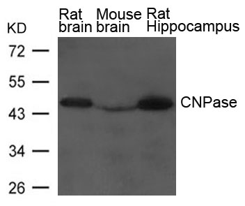 CNPase Antibody