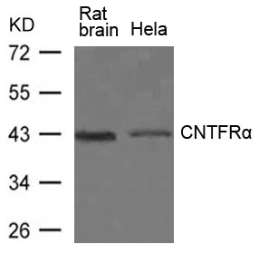 CNTFRα Antibody