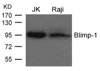 Blimp Antibody