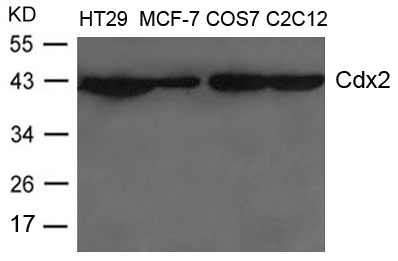 Cdx2 Antibody