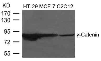 γ-Catenin Antibody