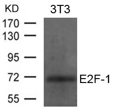 E2F Antibody