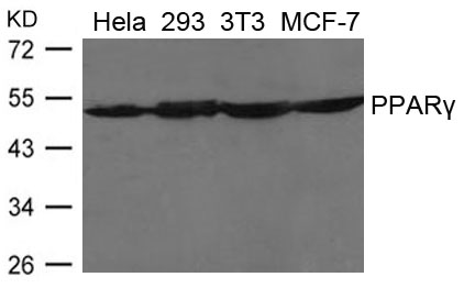 PPARγ Antibody