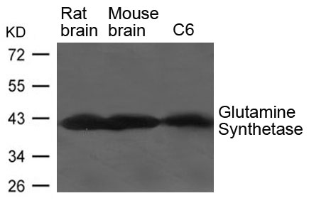 Glutamine Synthetase Antibody