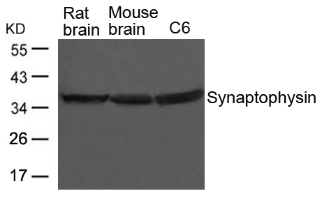 Synaptophysin Antibody