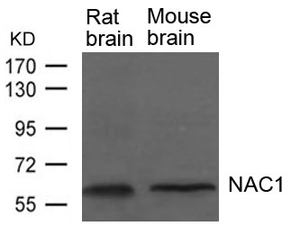 NAC1 Antibody