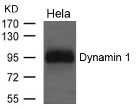 Dynamin 1 Antibody