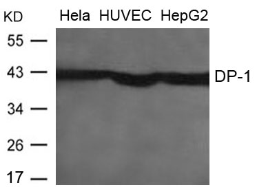 DP Antibody