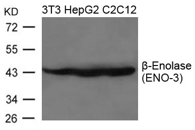 β-Enolase(ENO-3) Antibody