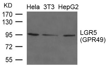 LGR5(GPR49) Antibody