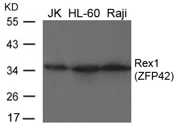 Rex1(ZFP42) Antibody