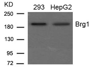 Brg1 Antibody