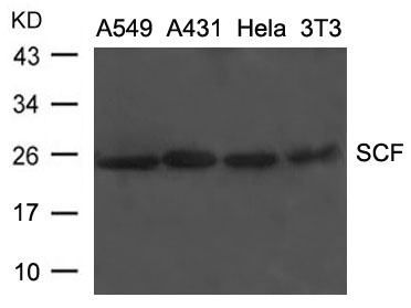 SCF Antibody
