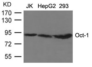 Oct Antibody
