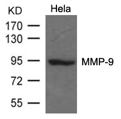 MMP-9 Antibody