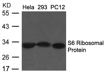 S6 Ribosomal Protein (Ab-235/236) Antibody