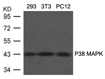 P38 MAPK(Ab80/182) Antibody