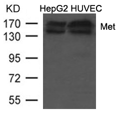 Met (Ab234/1235) Antibody