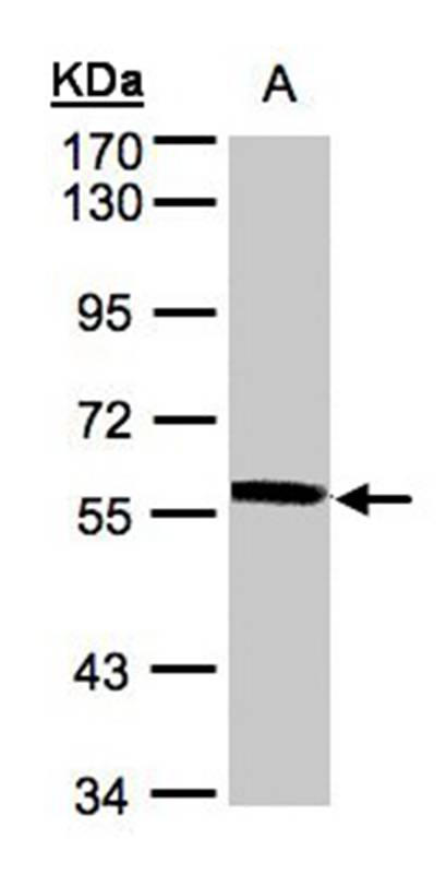 XPNPEP3 antibody