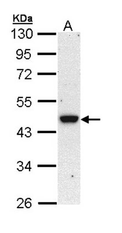 BRE antibody