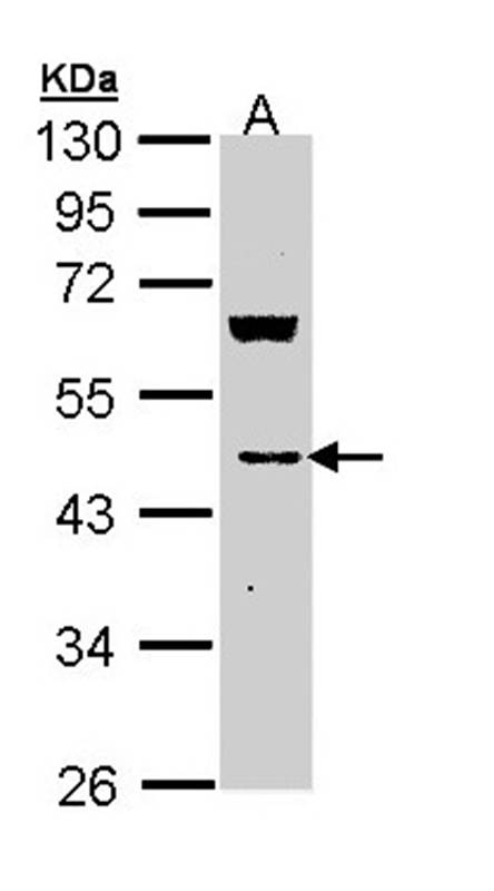 MVD antibody