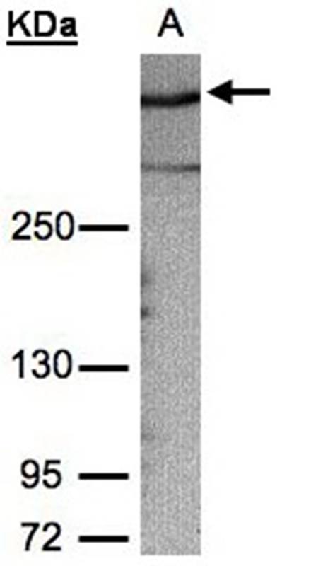 AKAP12 antibody