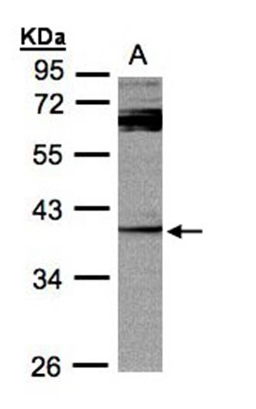 PYST2 antibody