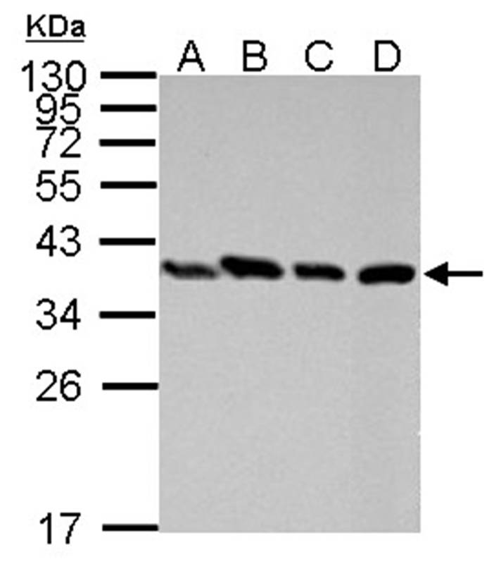 PEX19 antibody